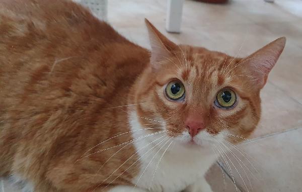 CICCIO e LUNA, maltrattati, cercano serenità Foto 3